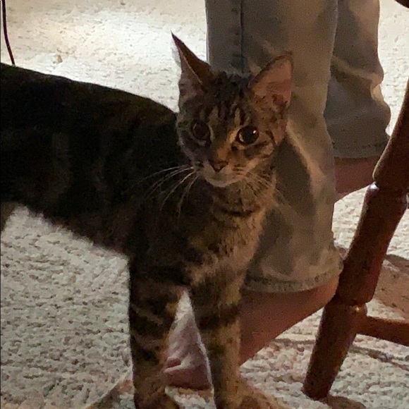 Meet your Posher, Britton - Picture 1 of 1